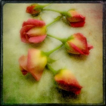 Trail of Roses