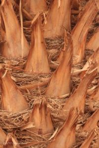 Palm trunk