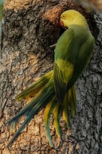 Female Rose-ringed Parakeet
