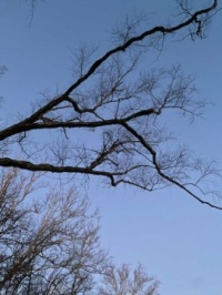 Early morning tree (b)