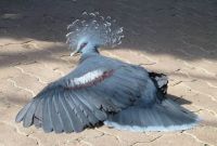 Victoria Crowned Pigeon, Basking