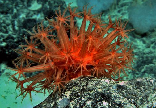 Coral found during expedition off Tasmania, Australia