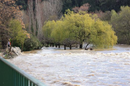 Bize- River in flood 1