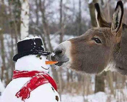 Donkey eats snowman's nose!!