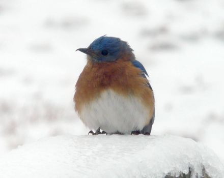 Cold Eastern Bluebird