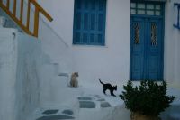 Greece Cats