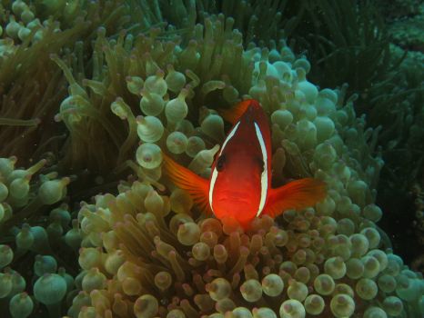 anemonefish, Fiji