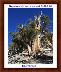 Nejstarší strom / The oldest tree