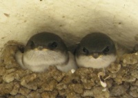 Housemartins 4