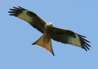 Red Kite