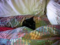 Black cat having a lie in on Sunday morning