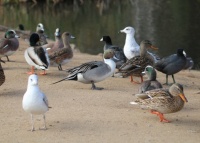 Sharing breakfast, Buena Vista Park, Vista, California