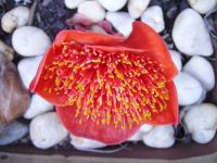 blood lily