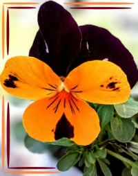 💜🌿💛 Pansies 💛🌿💜