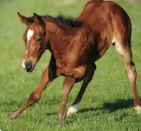 Foal