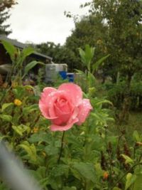 Beautiful pink rose that i saw on my walks