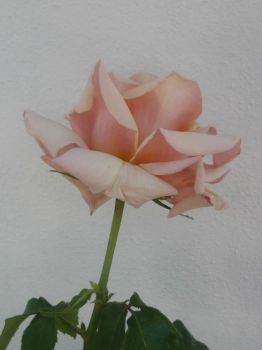 Balearic rose.