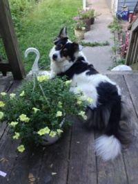 Best Dog Ever