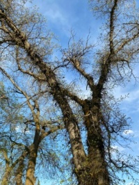 Gnarly Trees 1