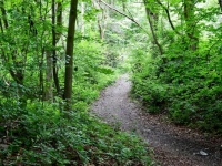 Lime Pits Woods
