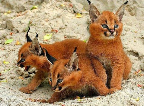 Caracal Kittens