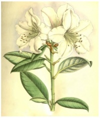 Vintage Easter Lily