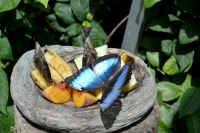 Konya Butterfly Garden