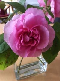 Filadelfia rose