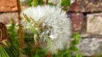 Pampeliškové chmýří - Dandelion fluff
