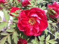 Peonies