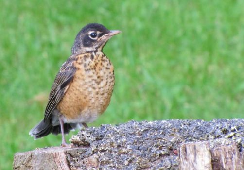 young American Robin