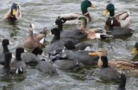 Waterfowl at Lake San Marcos, San Marcos, California