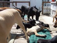 Decky puppies