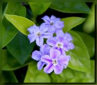 Duranta erecta