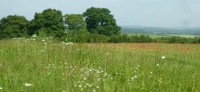 Flowers in a meadow in Cotswolds UK