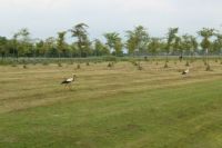 storks in Holland