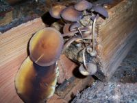 Mushrooms on firewood