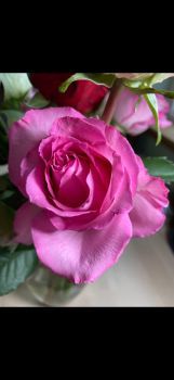 Gorgeous Pink Rose