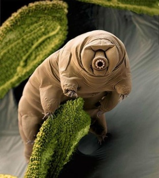 Solve microscopic tardigrade-water bear- jigsaw puzzle online with 56 ...