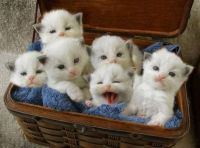 kitties in basket