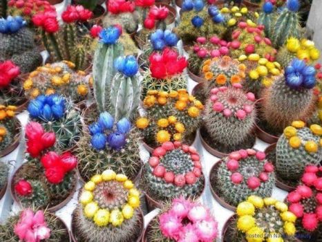 Bed of Cacti