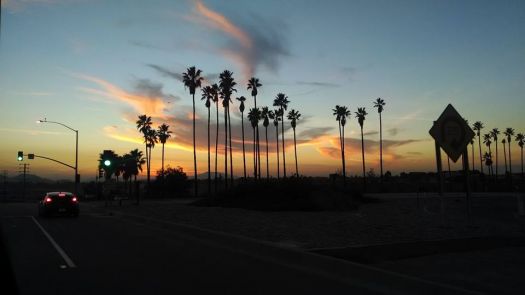 Silhouette of Palm Trees