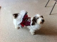 PBGV Holly in her tutu