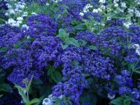 field-of-blue-flowers