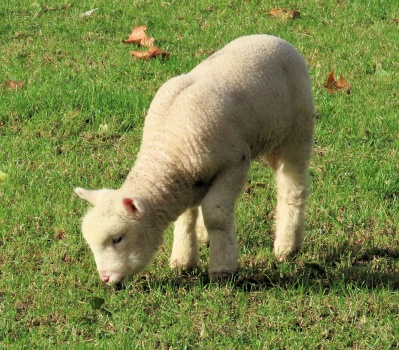 Solve a little lamb jigsaw puzzle online with 56 pieces