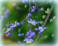 Meadow Rue at Green Spring Garden a Park