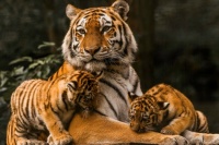 Tiger and Cubs (Medium Puzzle)