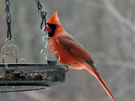 Male cardinal at the feeder