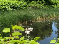 Gathering the swan babies