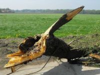 Boom -Old tree = taken down